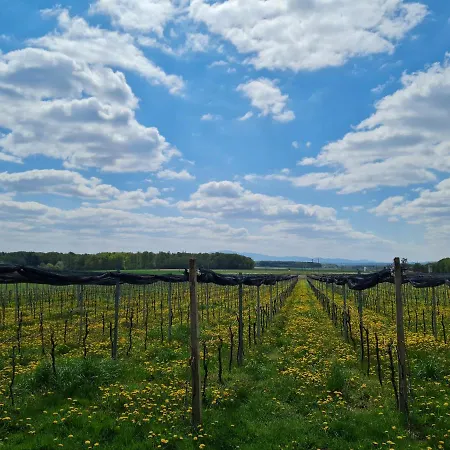 Wine Paradise Glavinic Miklavz pri Ormozu