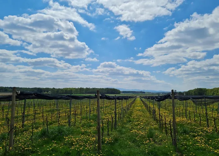 Wine Paradise Glavinic Miklavz pri Ormozu